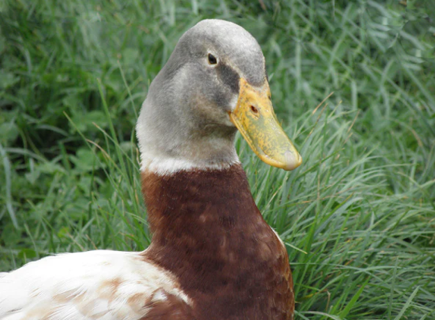 Duck
