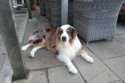 Badger