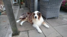 Badger